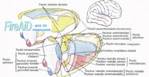 Таламус — это отдел мозга: структура, функции, за что отвечает Зрительные центры таламуса и коры